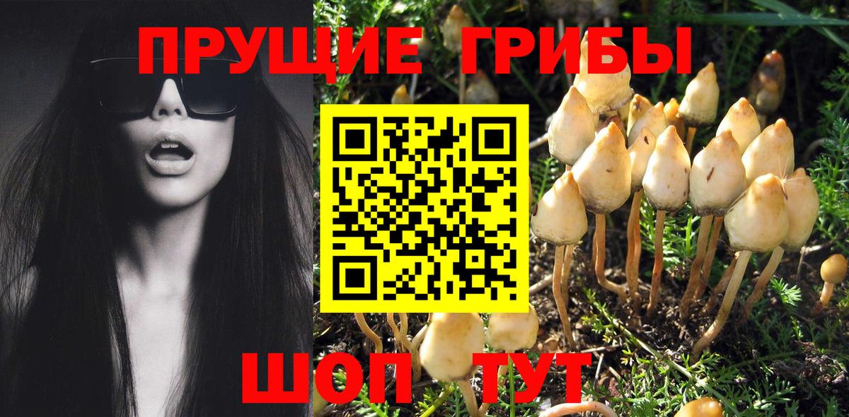 Псилоцибиновые грибы Cubensis Медногорск